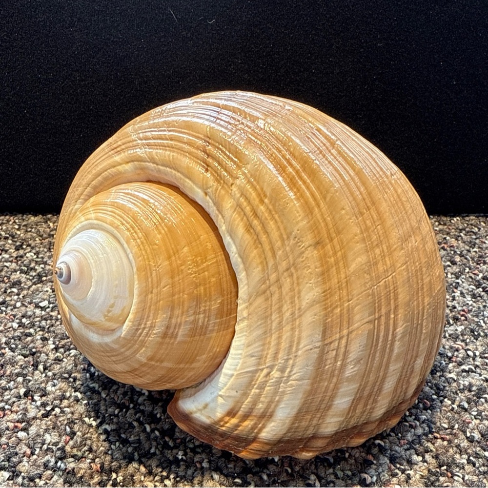 Natural Brown Shell Art Decor